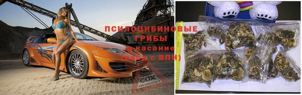 крисы Алзамай